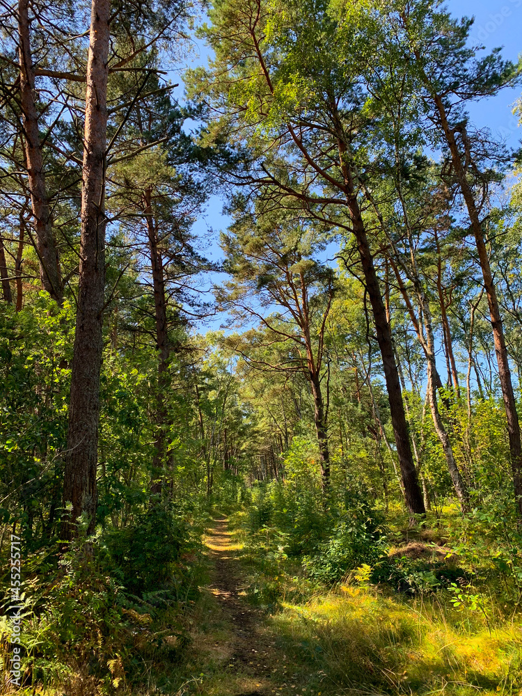 Fototapeta premium Small path in the forest, natural forest background