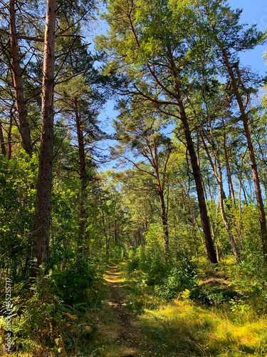 Small path in the forest, natural forest background