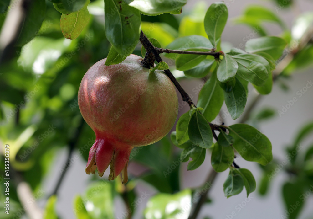 Pomegranate fruit on a tree Pomegranate fruit on a tree