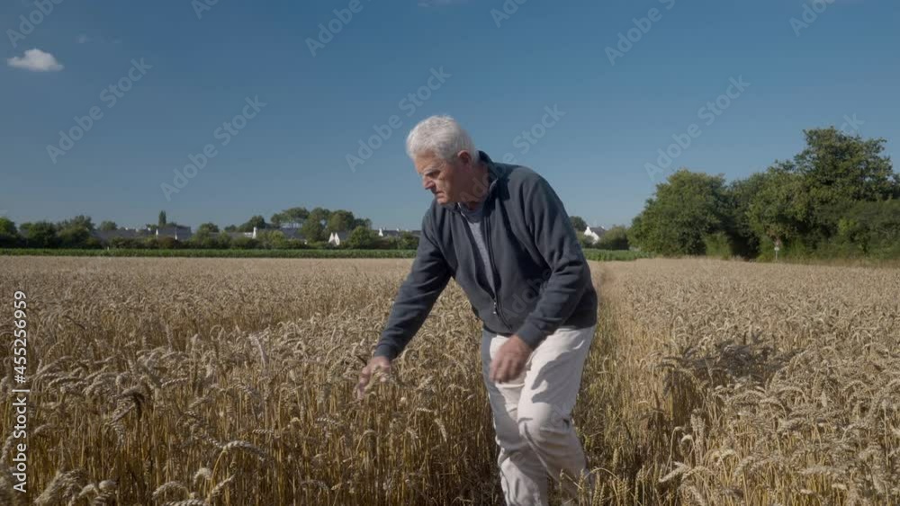 senior man in a wheat field in summer senior man in a wheat field in summer