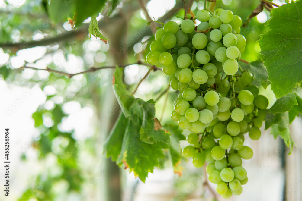 Cluster of green grapes hanging from the vine with green leaves in the background Cluster of green grapes hanging from the vine with green leaves in the background