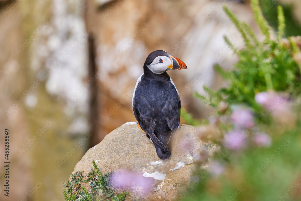 Fototapeta premium puffin standing on a rock cliff . fratercula arctica