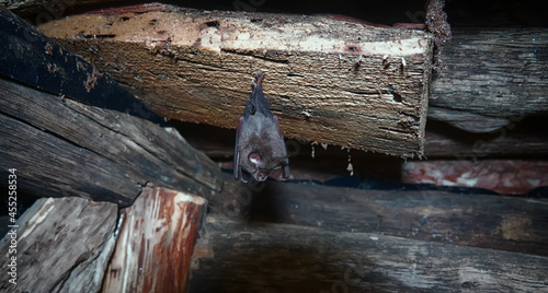 Greater horseshoe bat photo