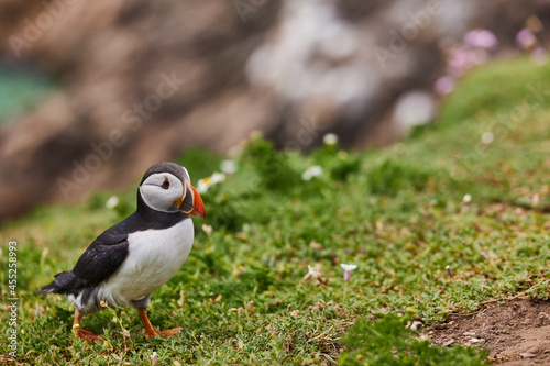 puffin standing on a rock cliff . fratercula arctica © JORGE CORCUERA