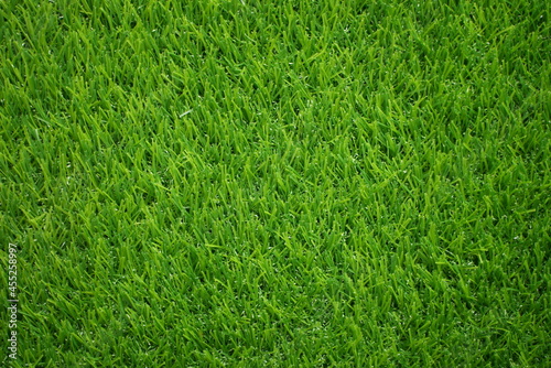 Wallpaper Mural Green grass field with short grass under the sun   Torontodigital.ca