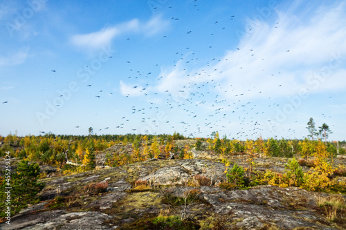 A huge number of mosquitoes (swarms of mosquitoes) live in the mountain low-bush tundra (forest-tundra zone) of the circumpolar North photo