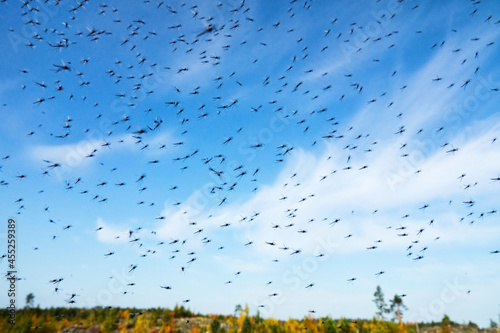 A huge number of mosquitoes (swarms of mosquitoes) live in the mountain low-bush tundra (forest-tundra zone) of the circumpolar North photo