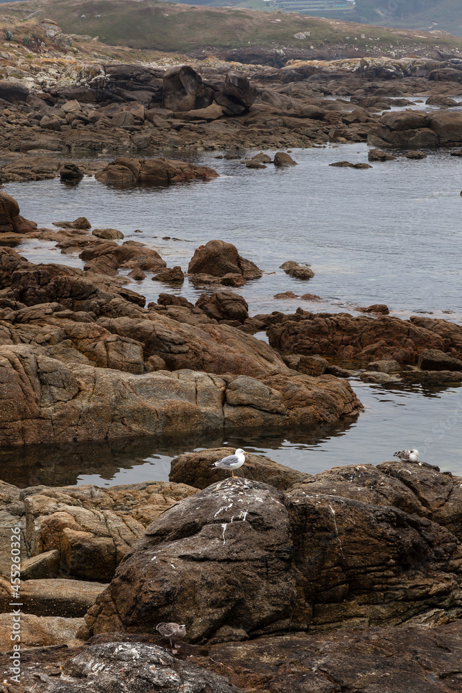 Seagulls on the coast of Muxia in Galicia, Spain.

