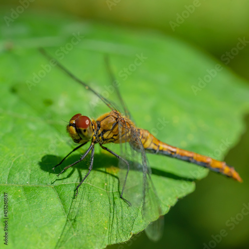 A dragonfly is resting on a green leaf. Focus on the eyes © Irina