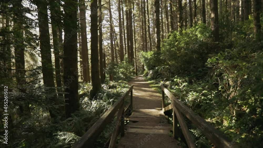 Slow motion tracking down an empty forest trail surrounded by tall trees, with sunlight at an angle. Slow motion tracking down an empty forest trail surrounded by tall trees, with sunlight at an angle.