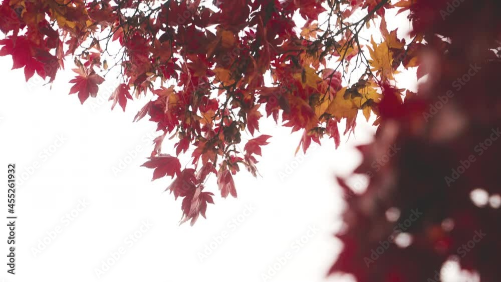 Japanese Autumn Foliage. Red Maple Tree Leaves (Momiji) Against Bright Sky. low angle Japanese Autumn Foliage. Red Maple Tree Leaves (Momiji) Against Bright Sky. low angle