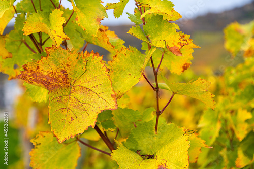 closeup of autumn vineyard leaves