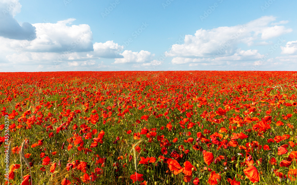 poppy field and sky