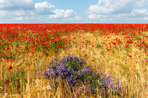 field of poppies and sky