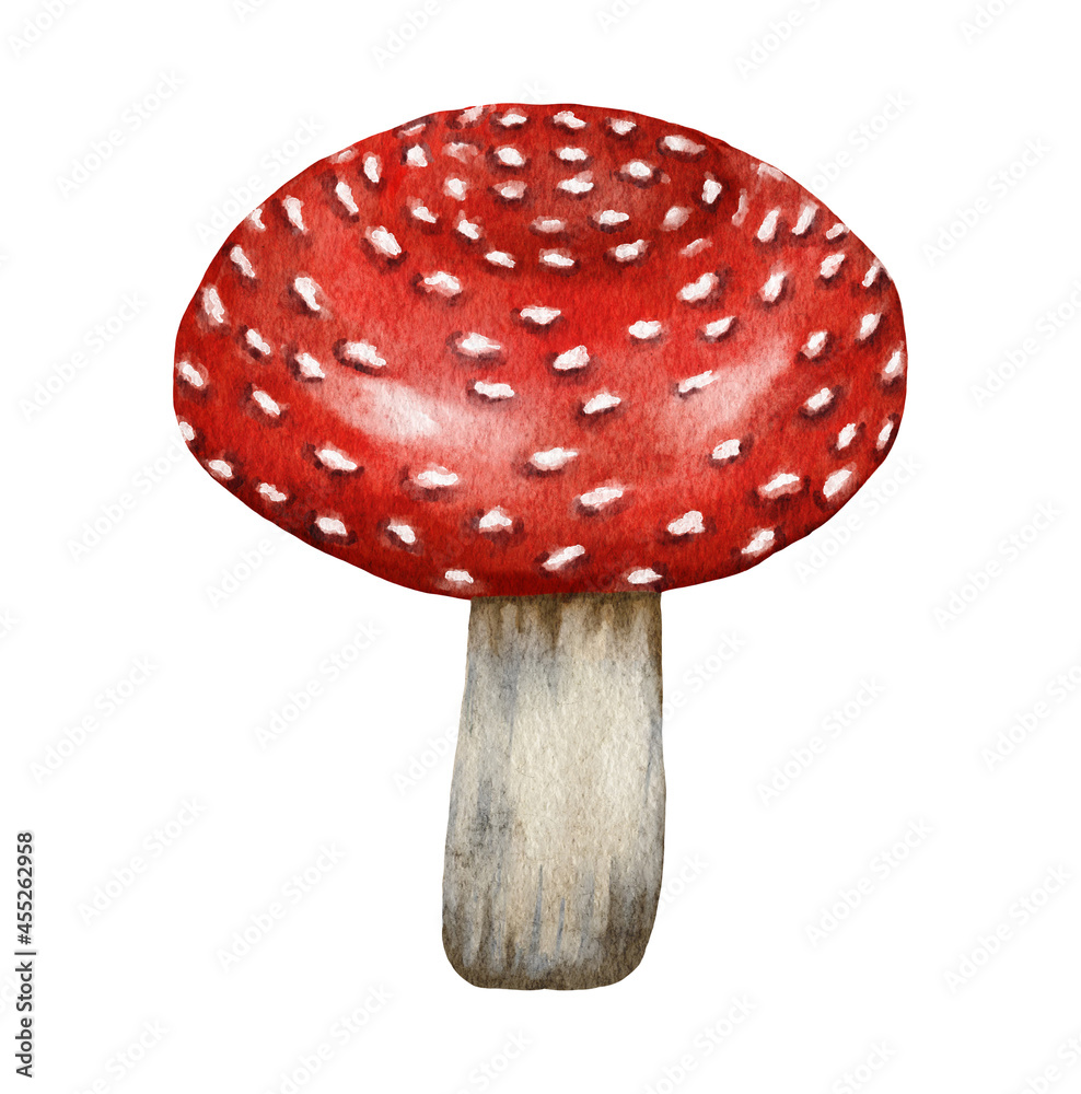 Obraz premium Watercolor dangerous poisonous mushrooms red Amanita muscaria wild fungus fungi from autumn fall forest woodland natural season perfect for halloween design textile wrapping paper