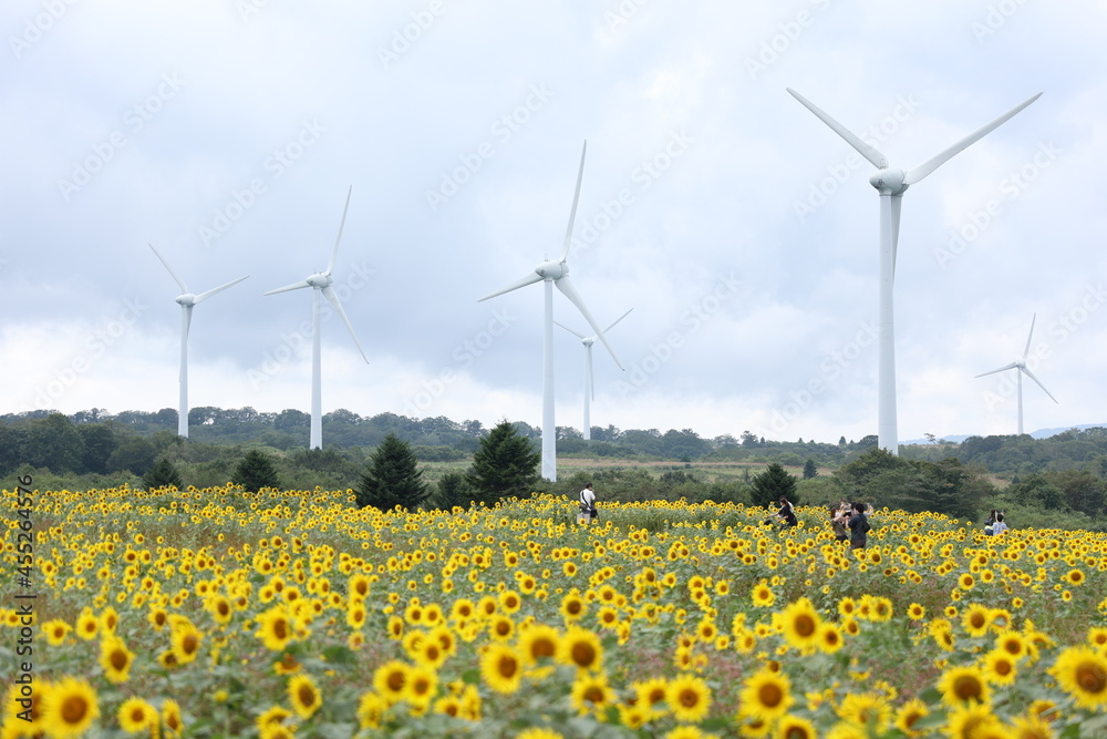 wind turbines in a field of sunflowers