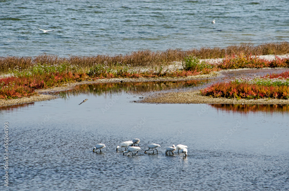 Group of Eurasian spoonbills foraging in the waters around the salty marshes on the shore of Lake Grevelingen in the Netherlands