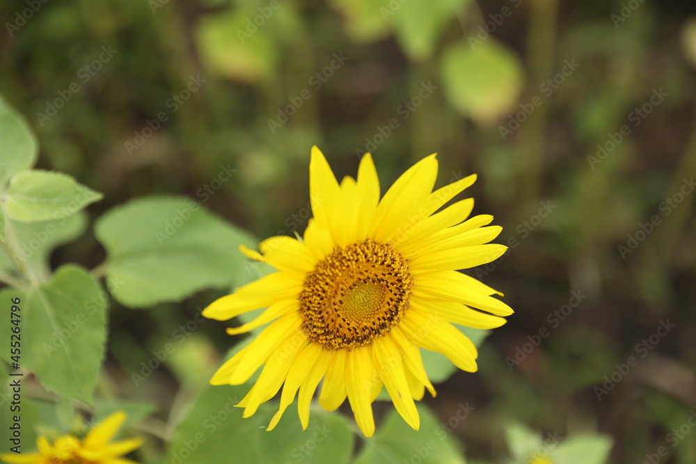 sunflower in the garden sunflower in the garden