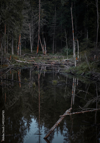 Gray heron in a swamp in a dark dense scary northern forest