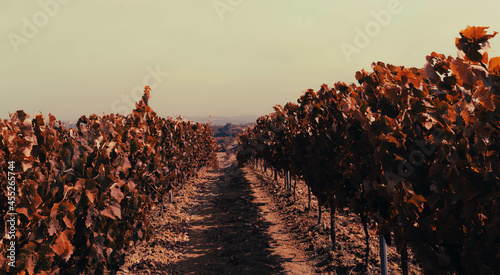 Vinhas velhas photo