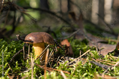 Bay bolete, imleria badia, boletus badius, xerocomus badius mushroom growing in the moss. Edible common known mushroom. Early autumn in polish forest, mushroom picking season. Natural background. 