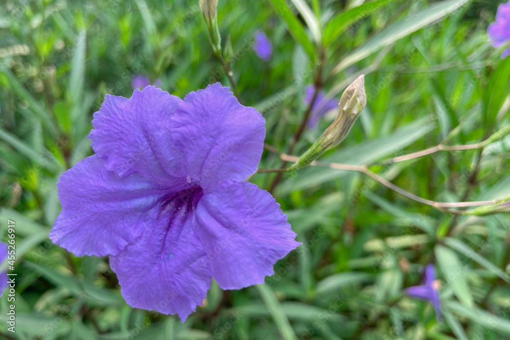 Flowers blooming in the garden in the morning Flowers blooming in the garden in the morning