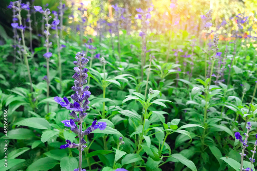 Flowers blooming in the garden in the morning Flowers blooming in the garden in the morning