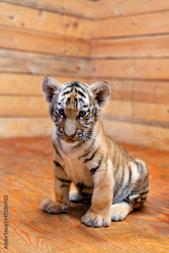 Fototapeta Naklejka Na Ścianę i Meble -  portrait of a little tiger cub. Year of the tiger. High quality photo
