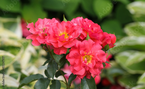 Piękne dekoracyjne róże w ogrodzie w intensywnych kolorach. Naturalne zielone rozmyte tło.