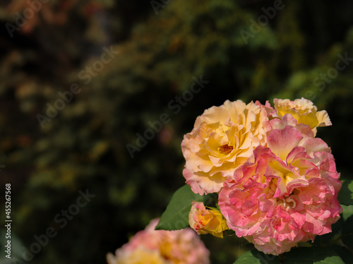 Piękne róże w kolorze herbacianym i brzoskwiniowym, kwitnące kwiaty w ogrodzie.
