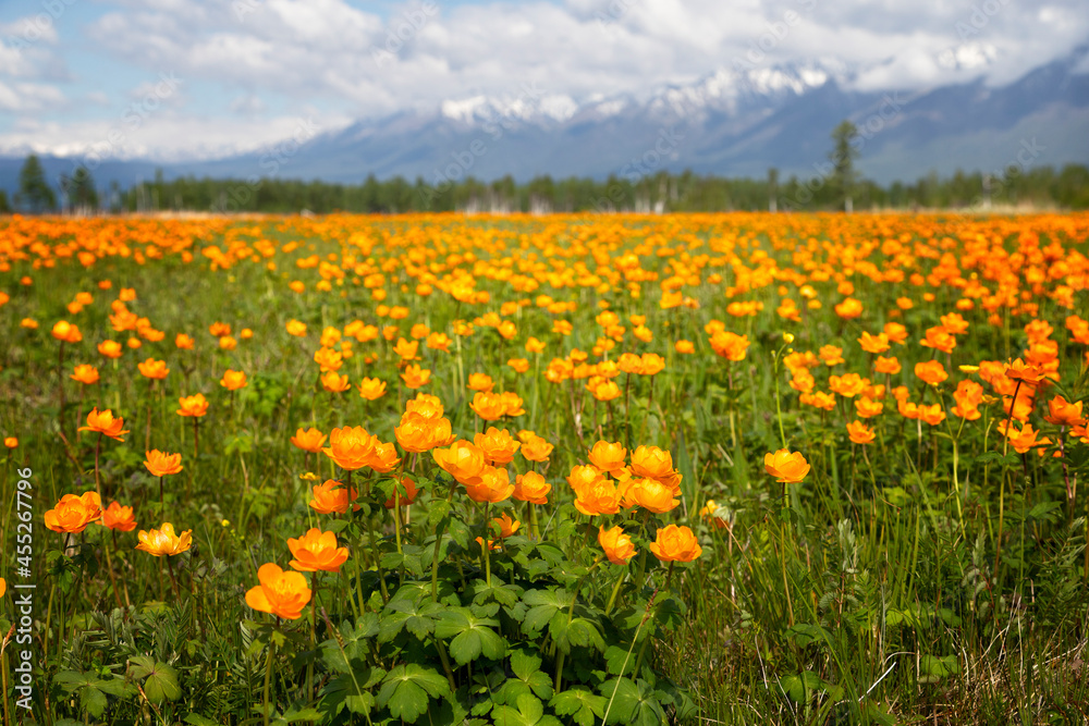 Blooming orange Trollius on the background of mountains