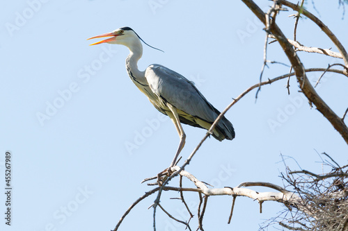 Gray heron stands  on a tree branch