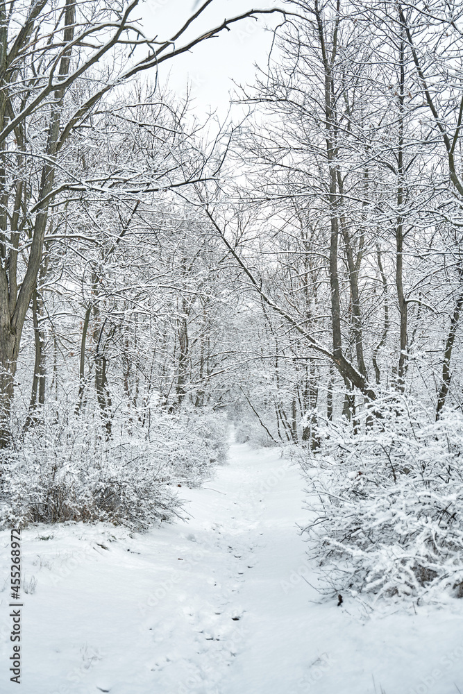 Snow covered winter forest scenery. Winter fairytale Snow covered winter forest scenery. Winter fairytale