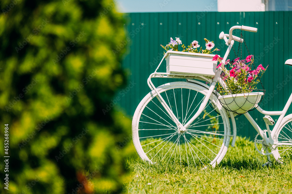 Decorative Retro Vintage Model Bicycle Equipped Basket Flowers Garden On Background Of Green Fence. Summer Flower Bed With Petunias. Landscaping, Garden Decor. Close Up, Detail