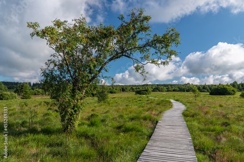 Photographie de paysage prise au mont Rigi (Hautes Fagnes, Wallonie, Belgique) présentant un chemin typique (caillebotis) traversant les marais déserts au milieu d'une nature luxuriante.