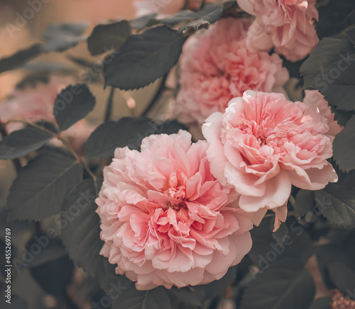 Piękne tło z różami ogrodowymi w pełnym rozkwicie, delikatne, stonowane kolory