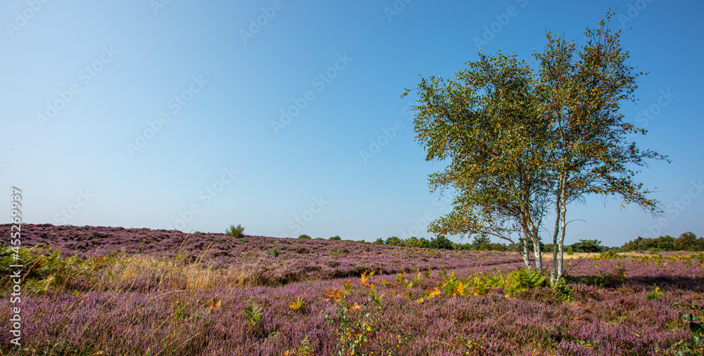 Fototapeta premium The Purple flowering Heather at Dunwich Heath