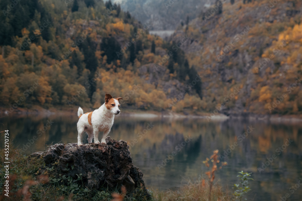 dog at a mountain lake in autumn. Traveling with a pet. Jack Russell Terrier on nature background dog at a mountain lake in autumn. Traveling with a pet. Jack Russell Terrier on nature background