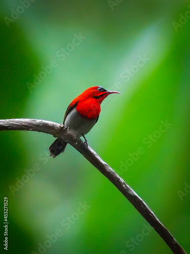 The crimson sunbird (Aethopyga siparaja) is a species of bird in the sunbird and a rare bird in Thailand..