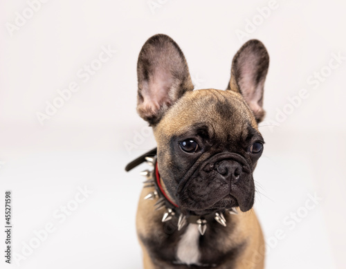 A cute french bulldog puppy © Dan Talson