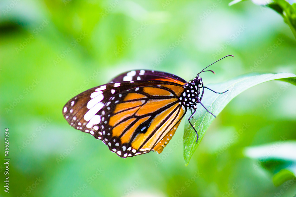 The monarch butterfly or simply monarch is a milkweed butterfly in the family Nymphalidae. Other common names, depending on region, include milkweed, common tiger, wanderer, and black veined brown. I The monarch butterfly or simply monarch is a milkweed butterfly in the family Nymphalidae. Other common names, depending on region, include milkweed, common tiger, wanderer, and black veined brown. I