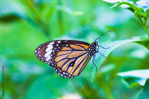 The monarch butterfly or simply monarch is a milkweed butterfly in the family Nymphalidae. Other common names, depending on region, include milkweed, common tiger, wanderer, and black veined brown. I © Robbie Ross