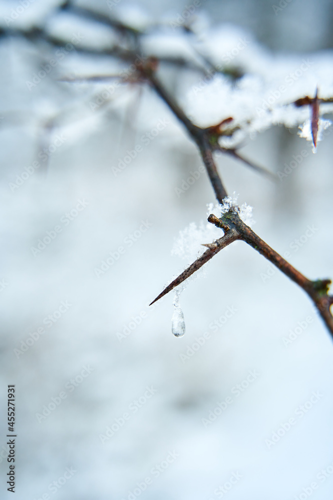 Snow covered bush branch in winter city park. Close up branch with spikes