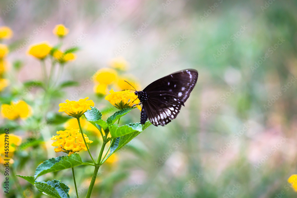 Euploea core, the common crow butterfly perched on the flower plant with a nice green background Euploea core, the common crow butterfly perched on the flower plant with a nice green background