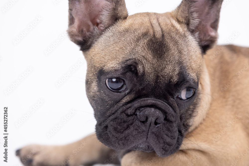 A cute french bulldog puppy