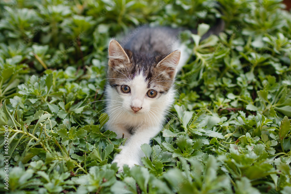 Little cute kitten sitting in the grass outside