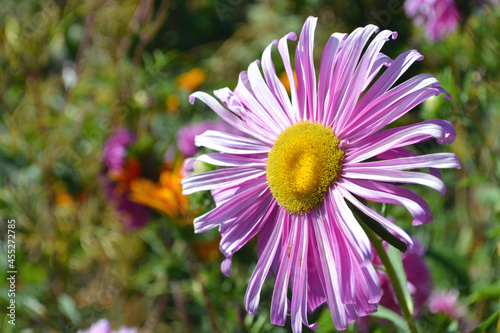 Astra  Aster  - decorative plant with beautiful inflorescences-baskets