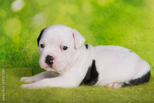 Close up portrait of American Bullies puppy on green background