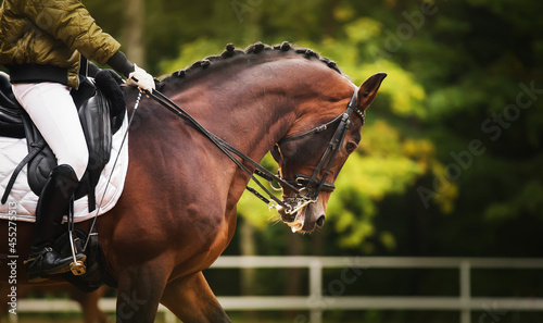 Fotografie, Obraz A beautiful bay horse with a braided mane and a rider in a green jacket in the saddle, gallops around the arena against the background of green foliage of trees in the summer