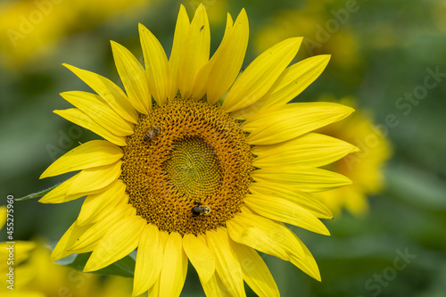 In a fieldThe yellow Sunflowers in a field photo